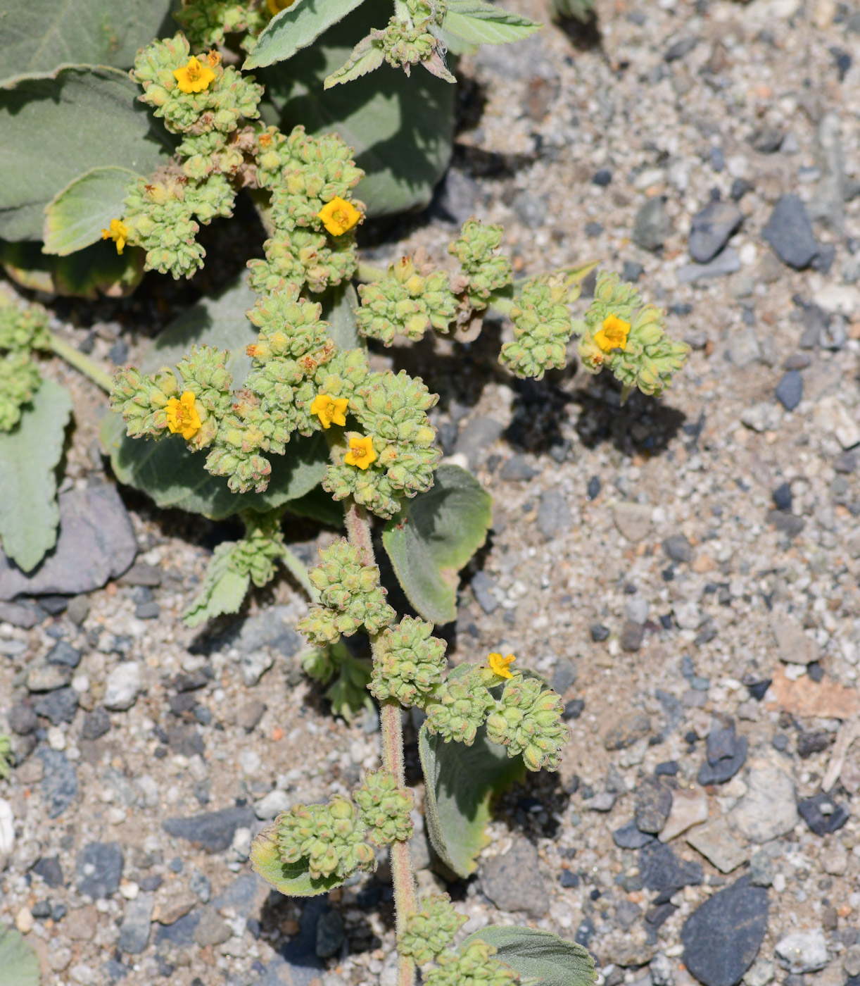 Image of Waltheria ovata specimen.