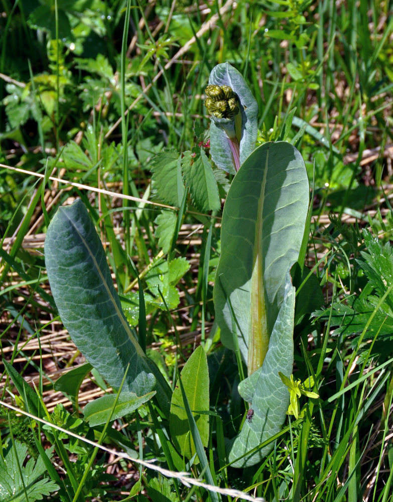 Изображение особи Ligularia altaica.