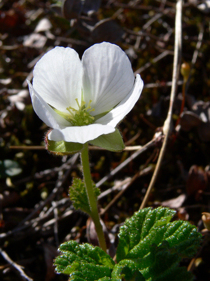 Изображение особи Rubus chamaemorus.