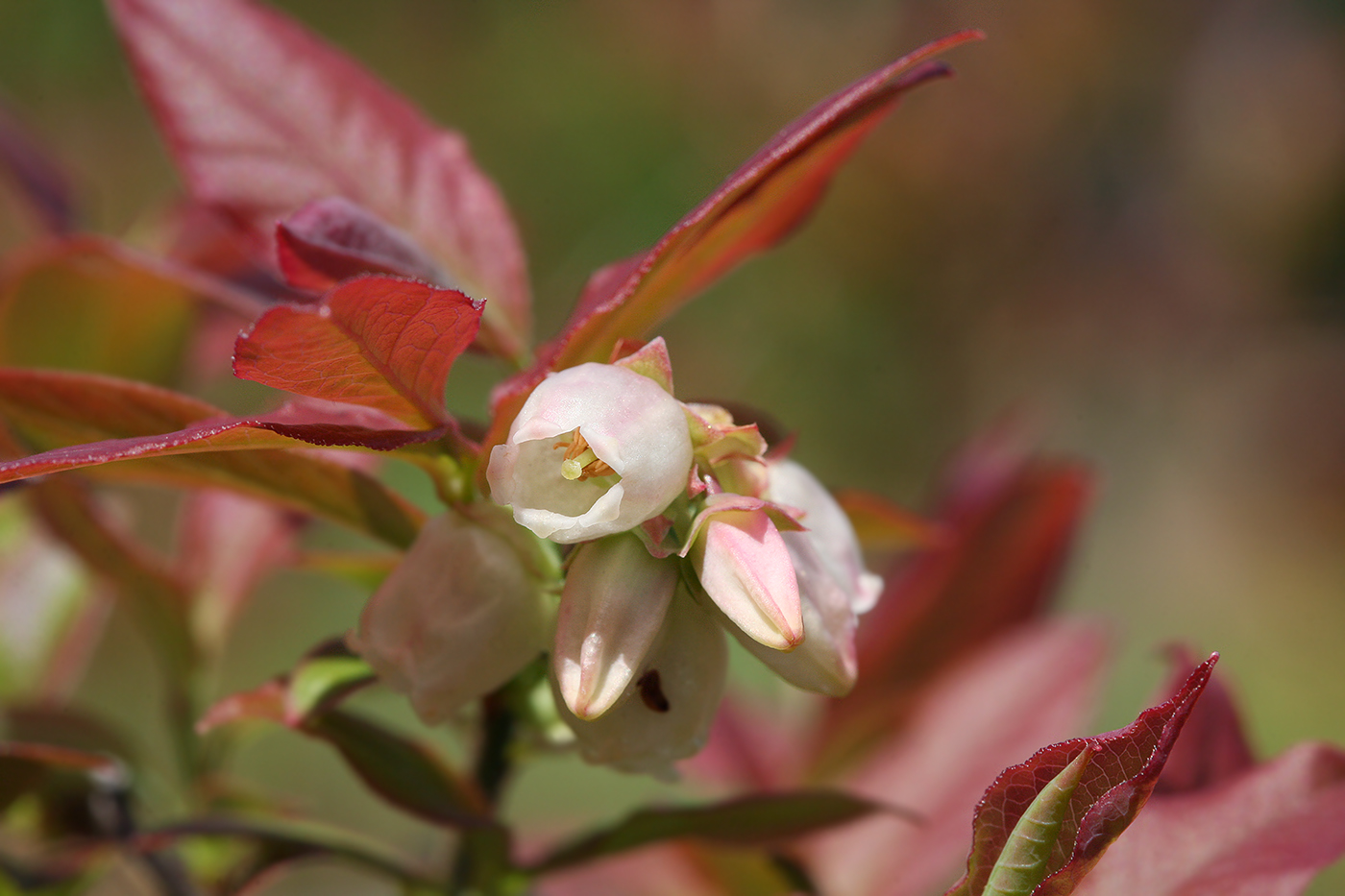 Image of Vaccinium corymbosum specimen.