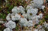 Cladonia stellaris