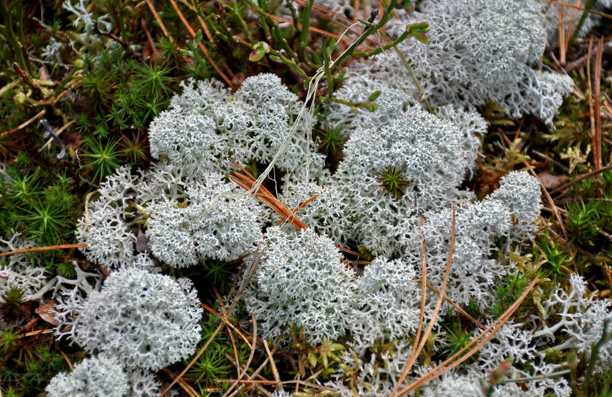 Изображение особи Cladonia stellaris.