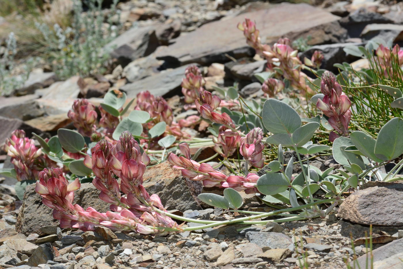 Image of Hedysarum splendens specimen.