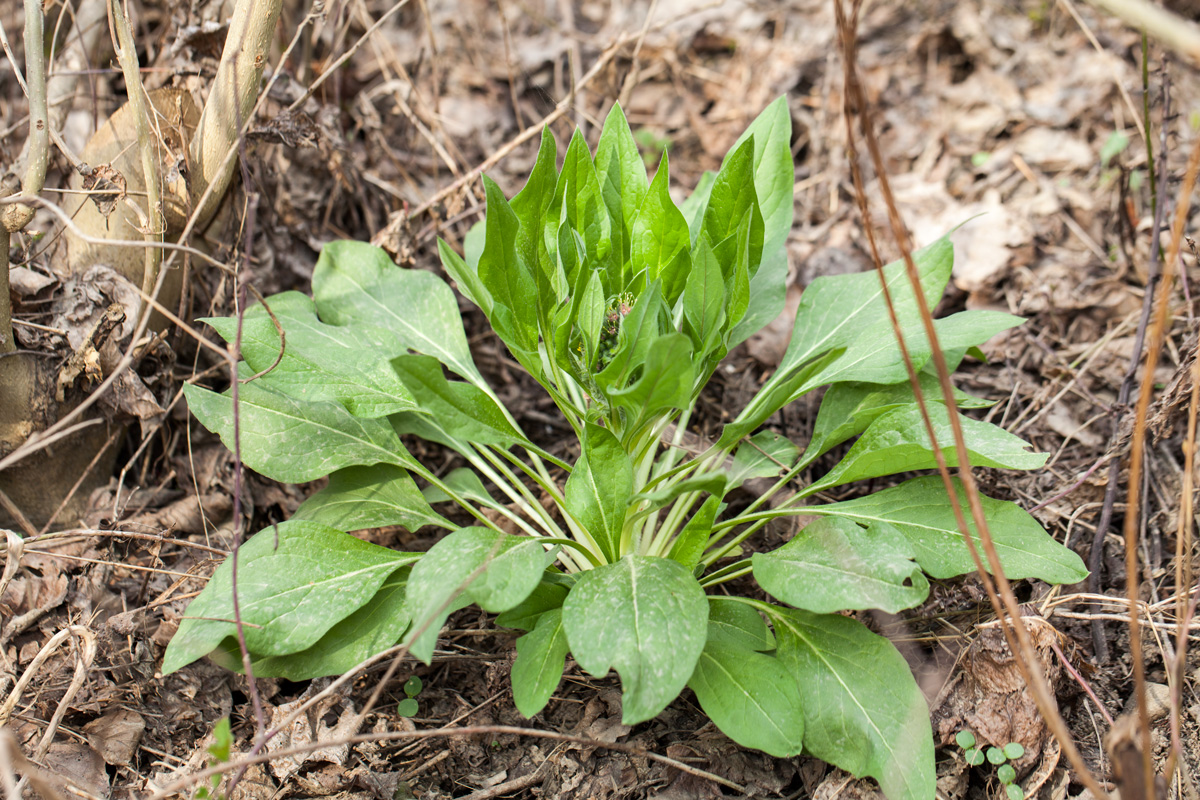 Изображение особи Solenanthus biebersteinii.