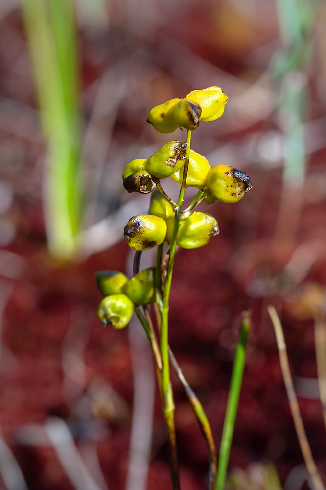 Изображение особи Scheuchzeria palustris.