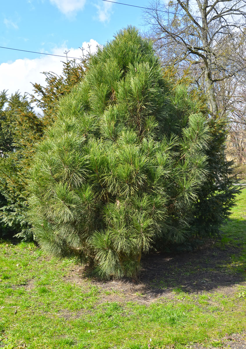 Изображение особи Pinus nigra.