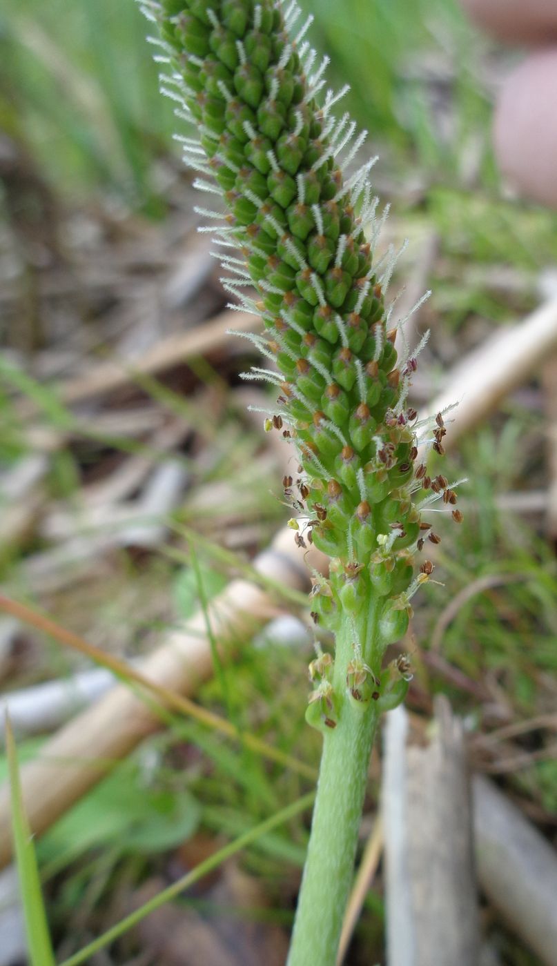 Изображение особи Plantago uliginosa.