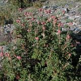Farinopsis salesoviana