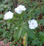 Dianthus barbatus