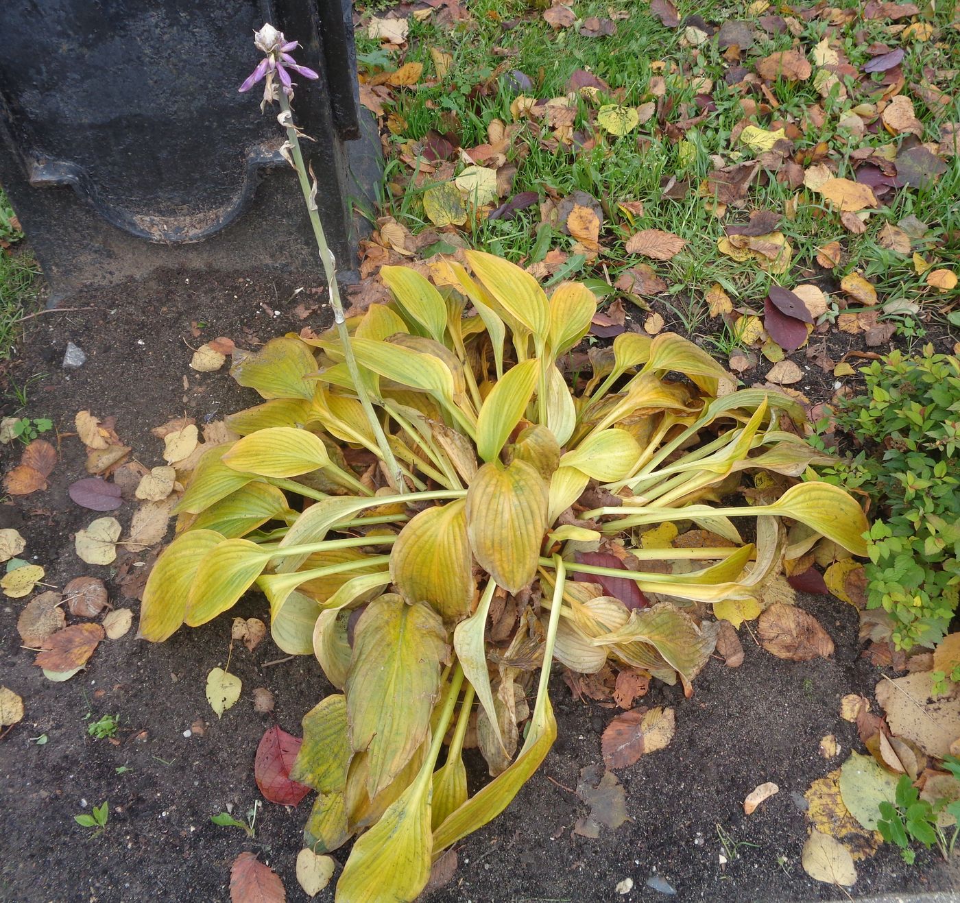 Image of Hosta albomarginata specimen.