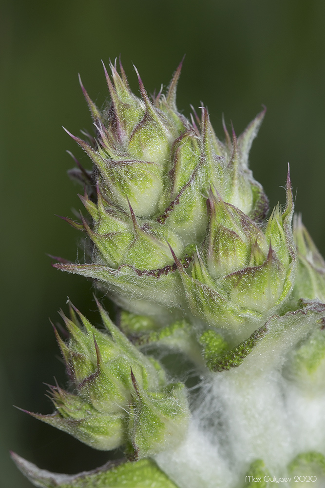 Изображение особи Salvia aethiopis.