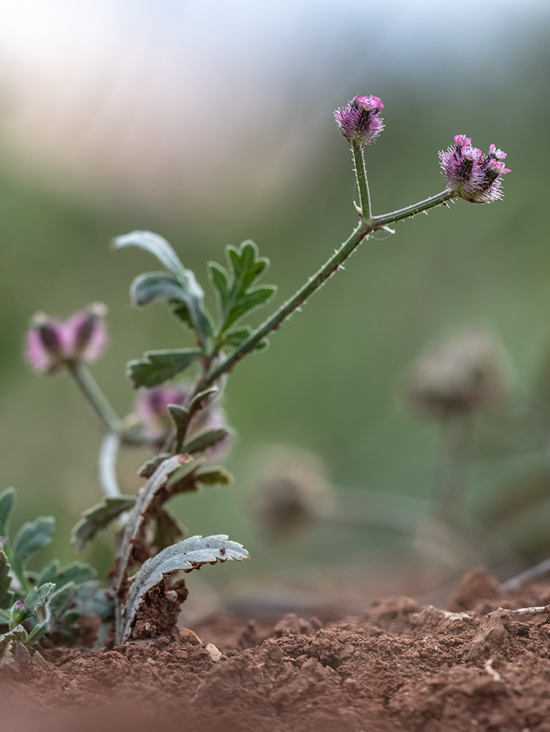 Image of Turgenia latifolia specimen.