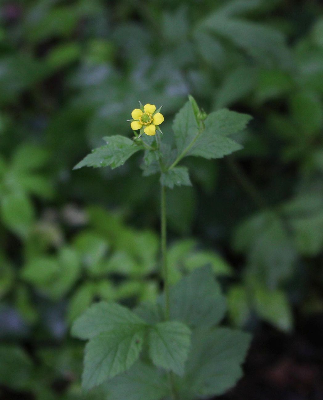 Image of Geum urbanum specimen.