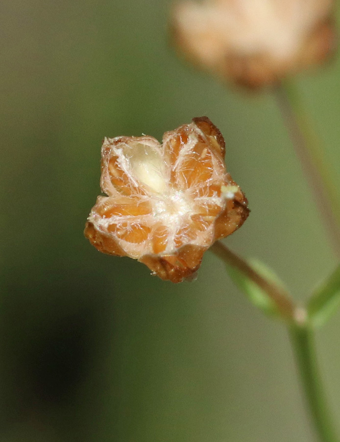 Image of Linum catharticum specimen.