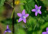 Campanula patula