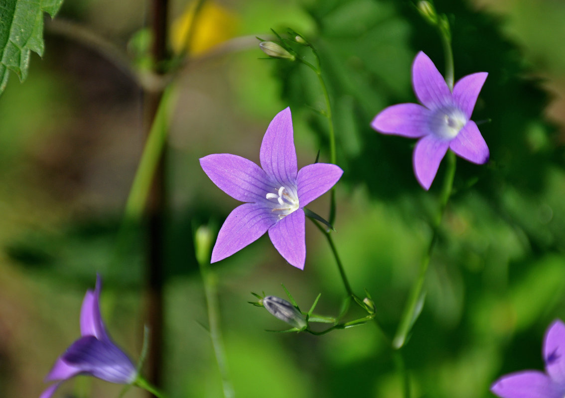 Изображение особи Campanula patula.