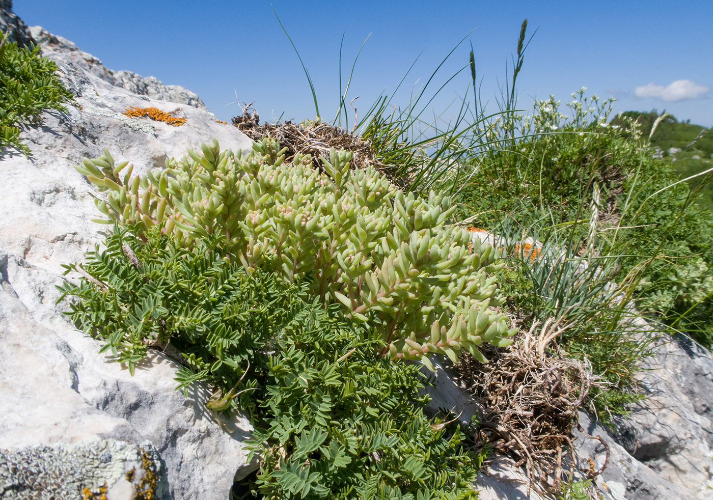 Image of genus Sedum specimen.