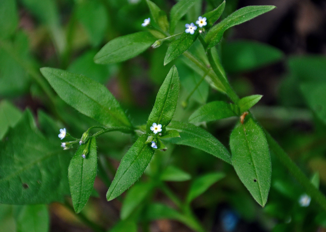 Image of Myosotis sparsiflora specimen.