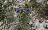 Echinops sibiricus