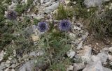 Echinops ruthenicus. Цветущие растения. Республика Алтай, Усть-Канский р-н, Белая гора, юго-западный каменистый склон. 27.07.2020.