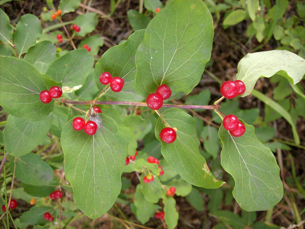 Изображение особи Lonicera tatarica.