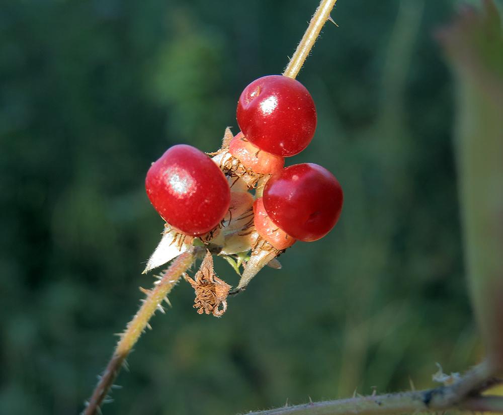 Image of Rubus saxatilis specimen.