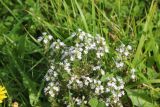 genus Euphrasia