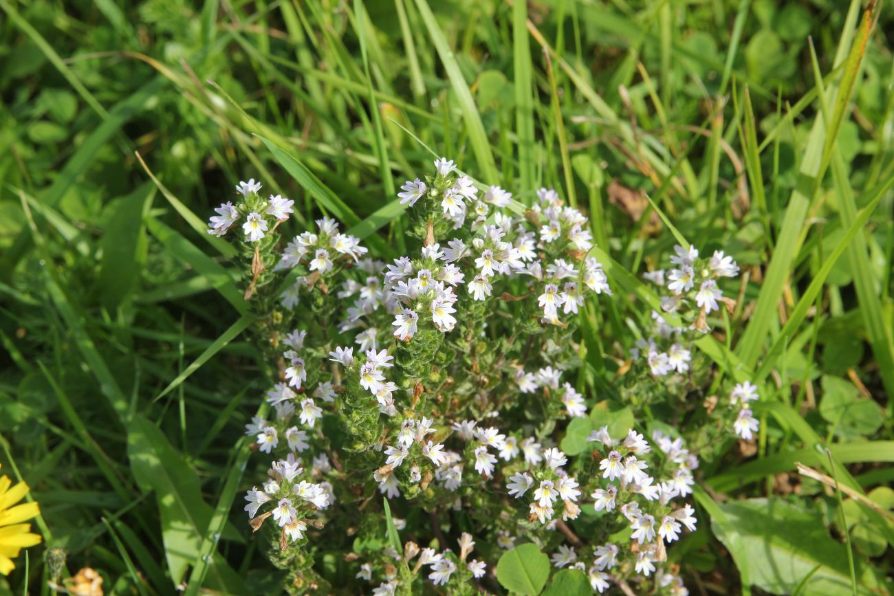 Image of genus Euphrasia specimen.
