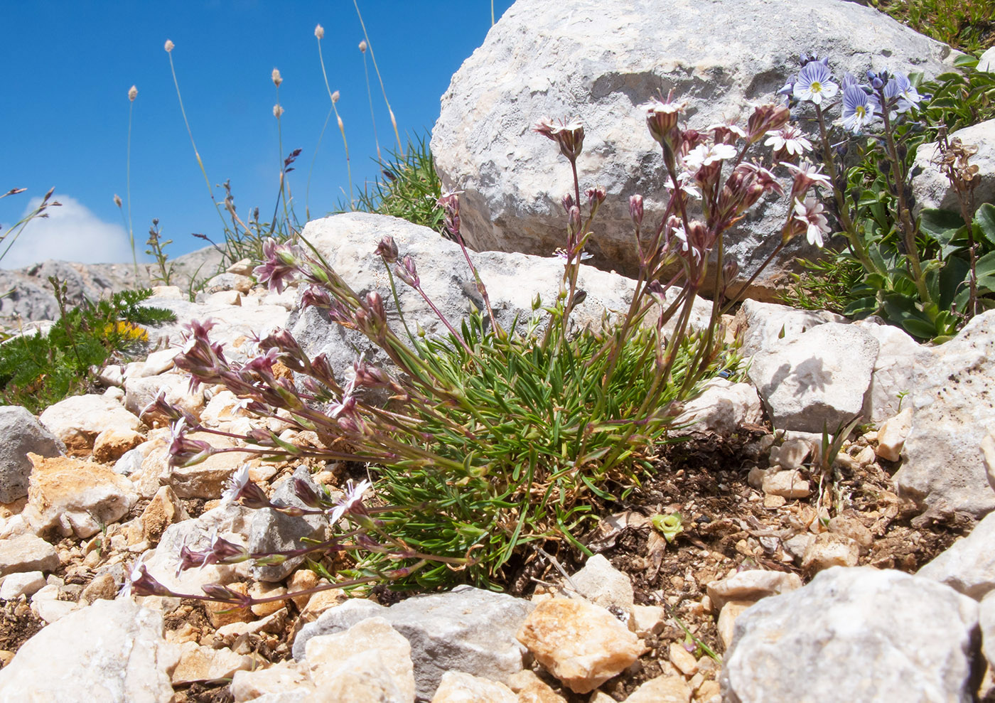 Image of Silene dianthoides specimen.