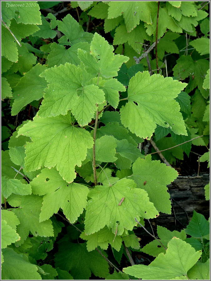 Image of Ribes spicatum specimen.