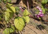 Clerodendrum × speciosum. Верхушка побега и соцветие с опавшими цветками. Испания, автономное сообщество Каталония, провинция Жирона, комарка Баш-Эмпорда, муниципалитет Палафружель, ботанический сад \"Кап-Роч\". 08.10.2020.