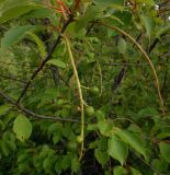 Padus virginiana