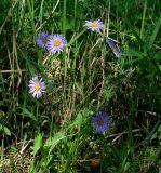 Aster alpinus