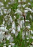 Eriophorum angustifolium