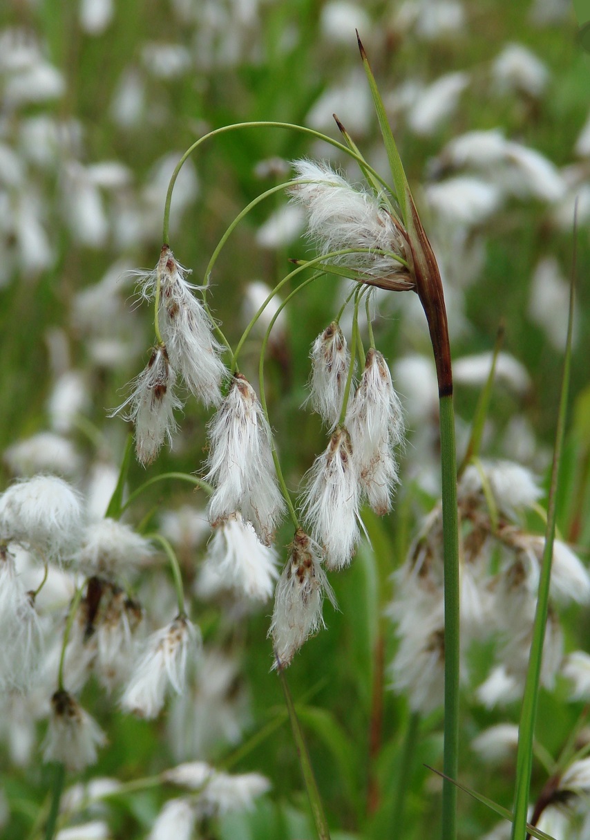 Изображение особи Eriophorum angustifolium.