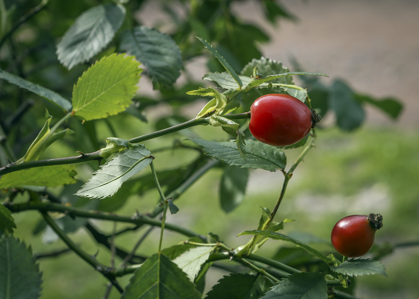 Изображение особи Rosa canina.