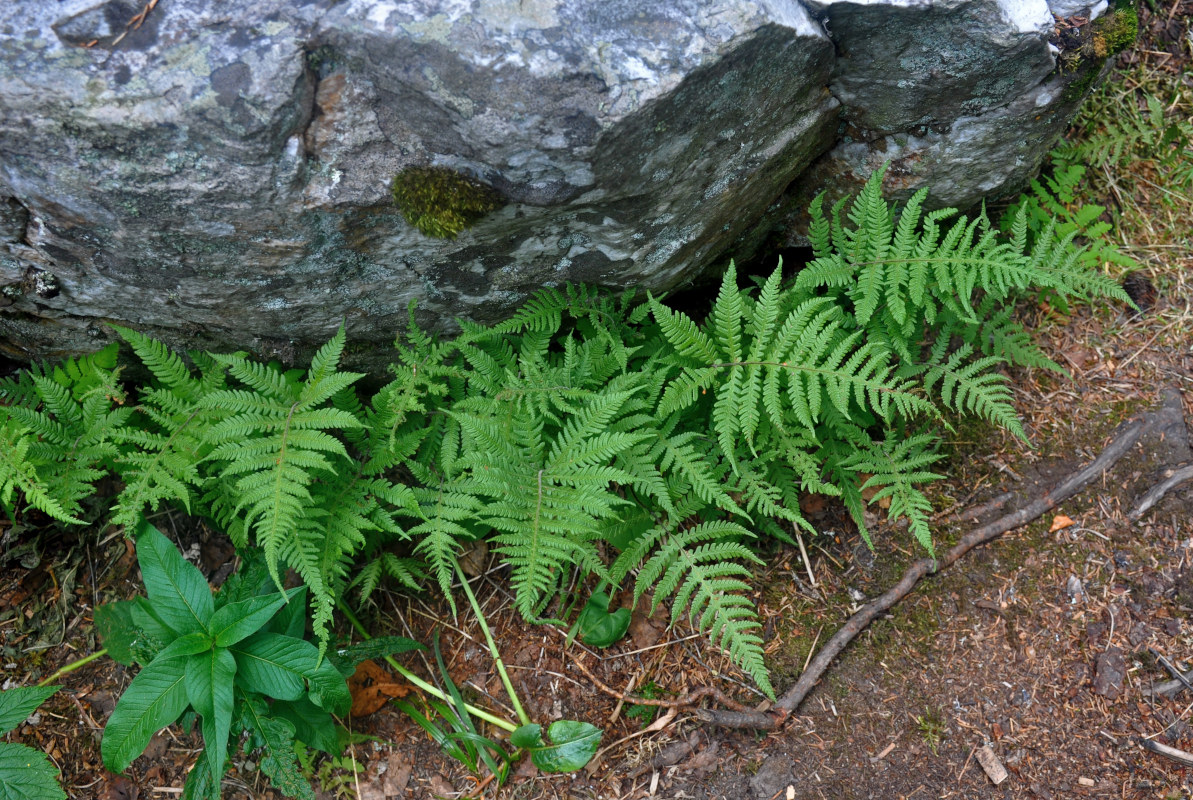 Image of Phegopteris connectilis specimen.