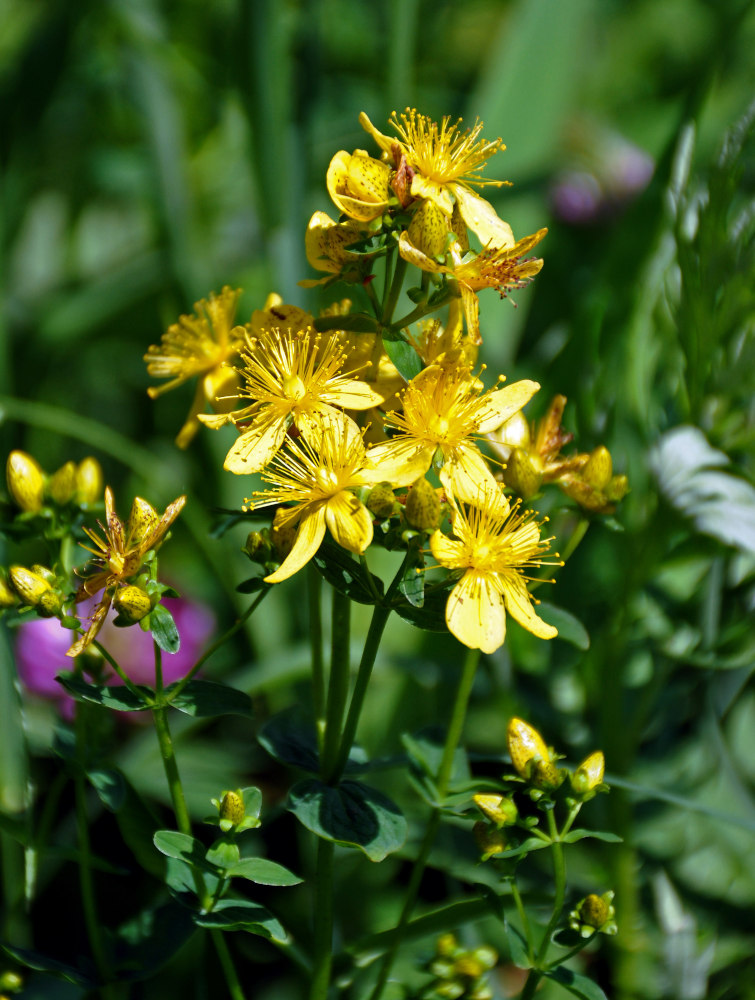 Изображение особи Hypericum maculatum.