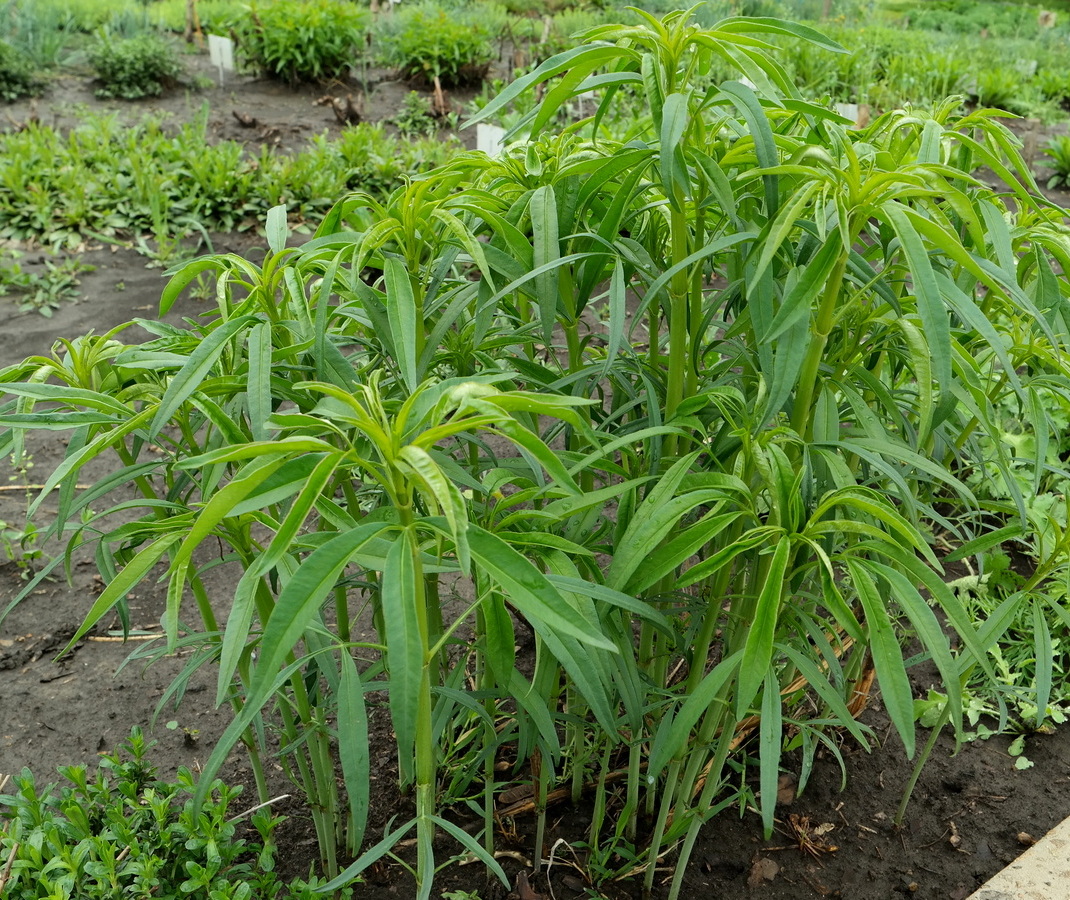 Image of Coreopsis tripteris specimen.