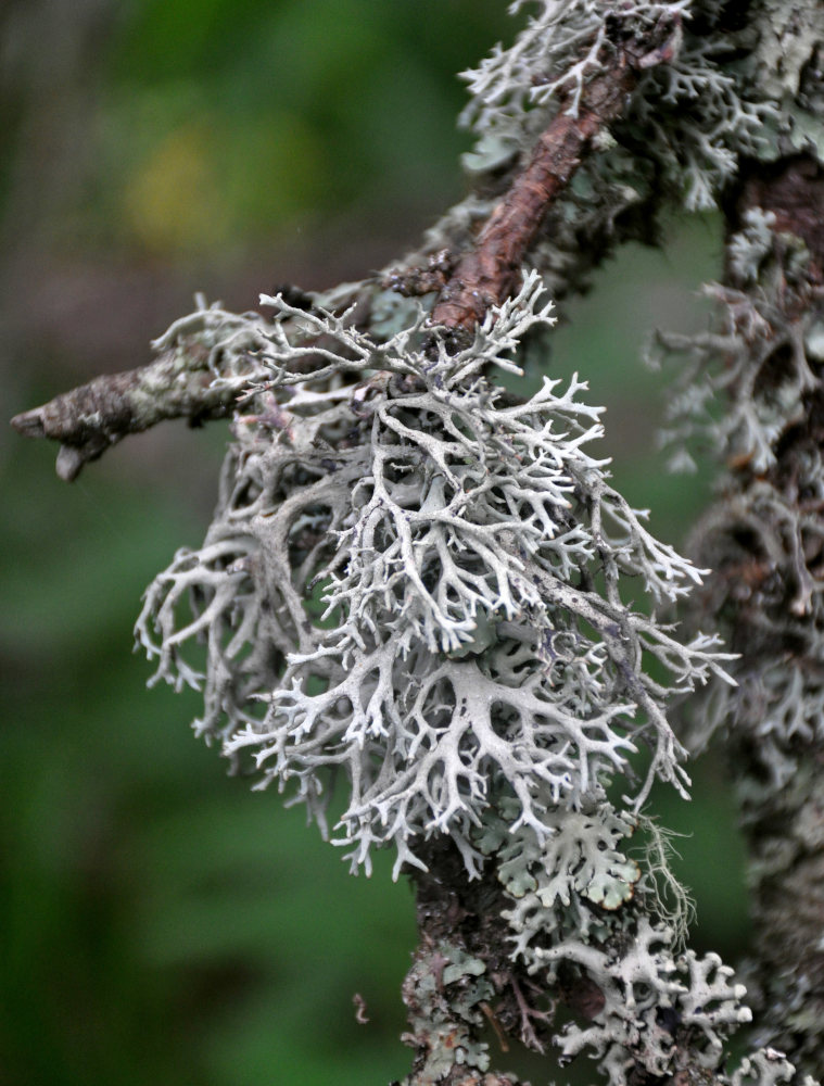 Image of Pseudevernia furfuracea specimen.