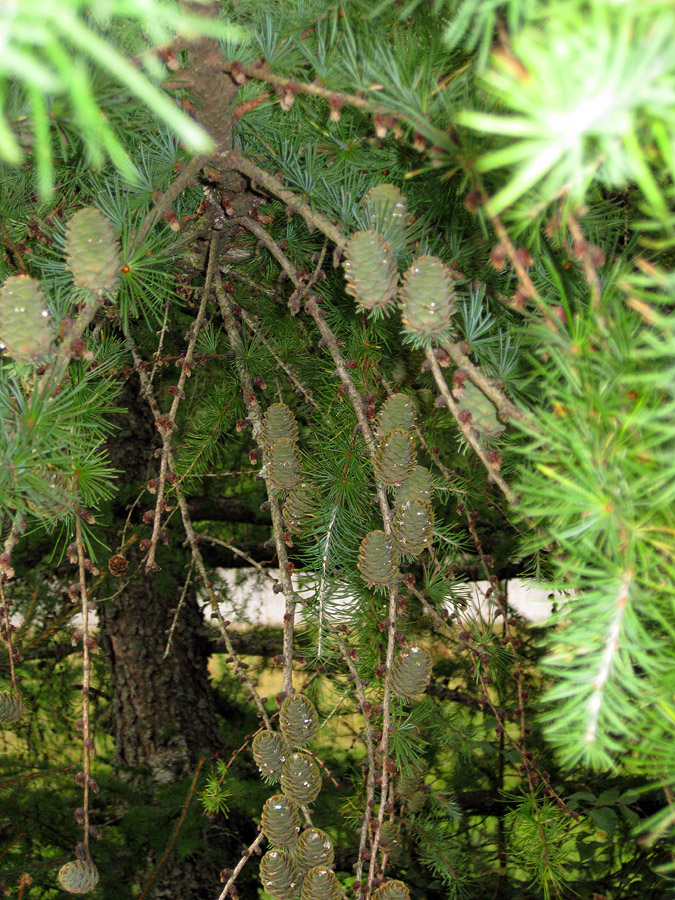 Image of Larix decidua specimen.