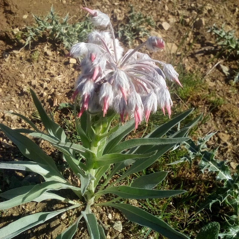 Image of Rindera lanata specimen.