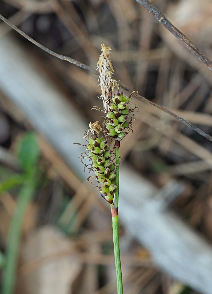 Image of Carex ericetorum specimen.