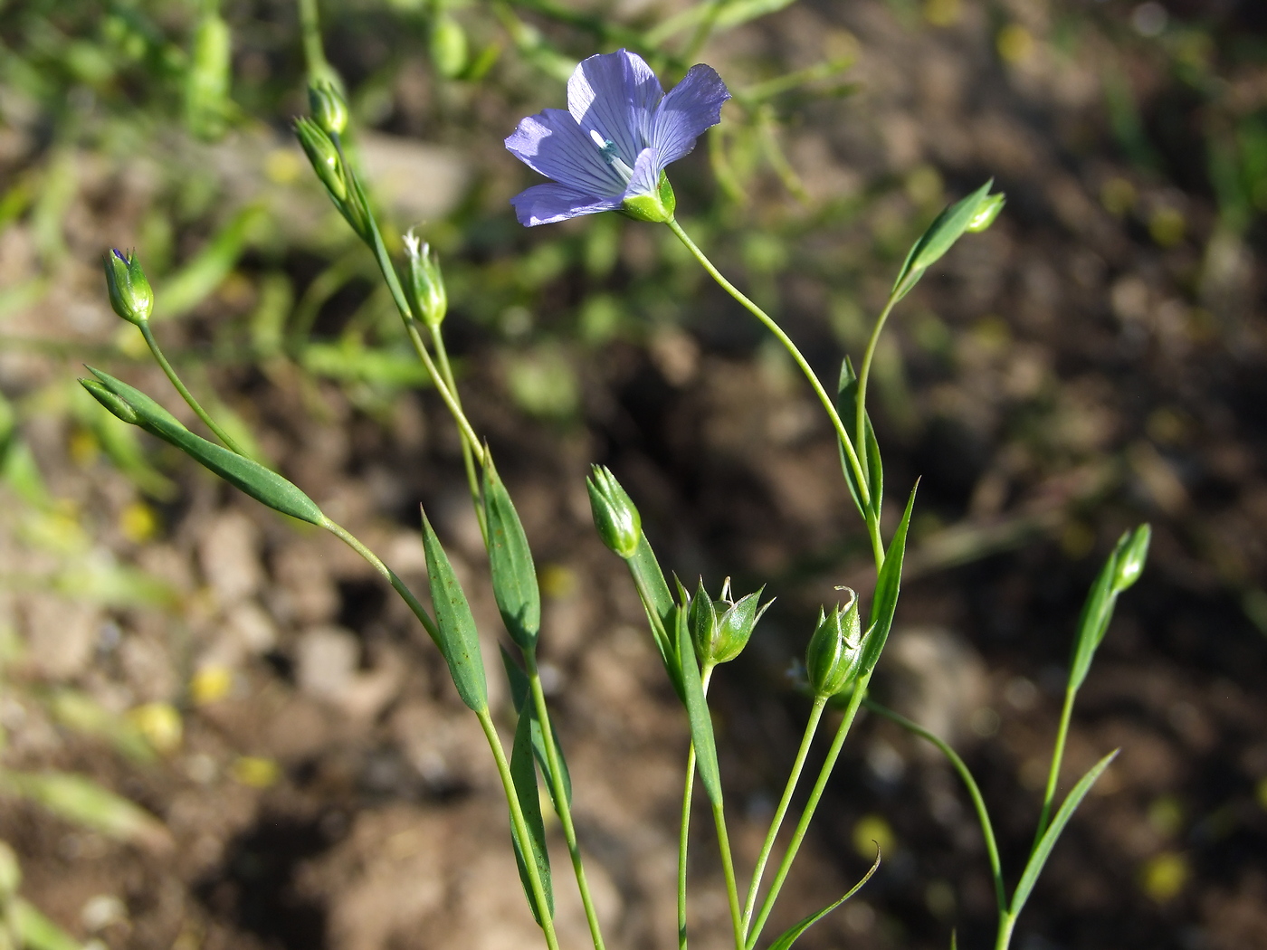 Image of Linum usitatissimum specimen.