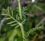 Anthemis austriaca