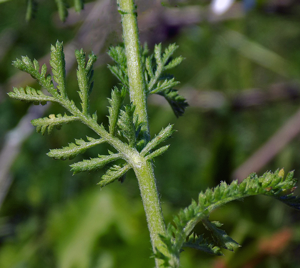 Изображение особи Anthemis austriaca.