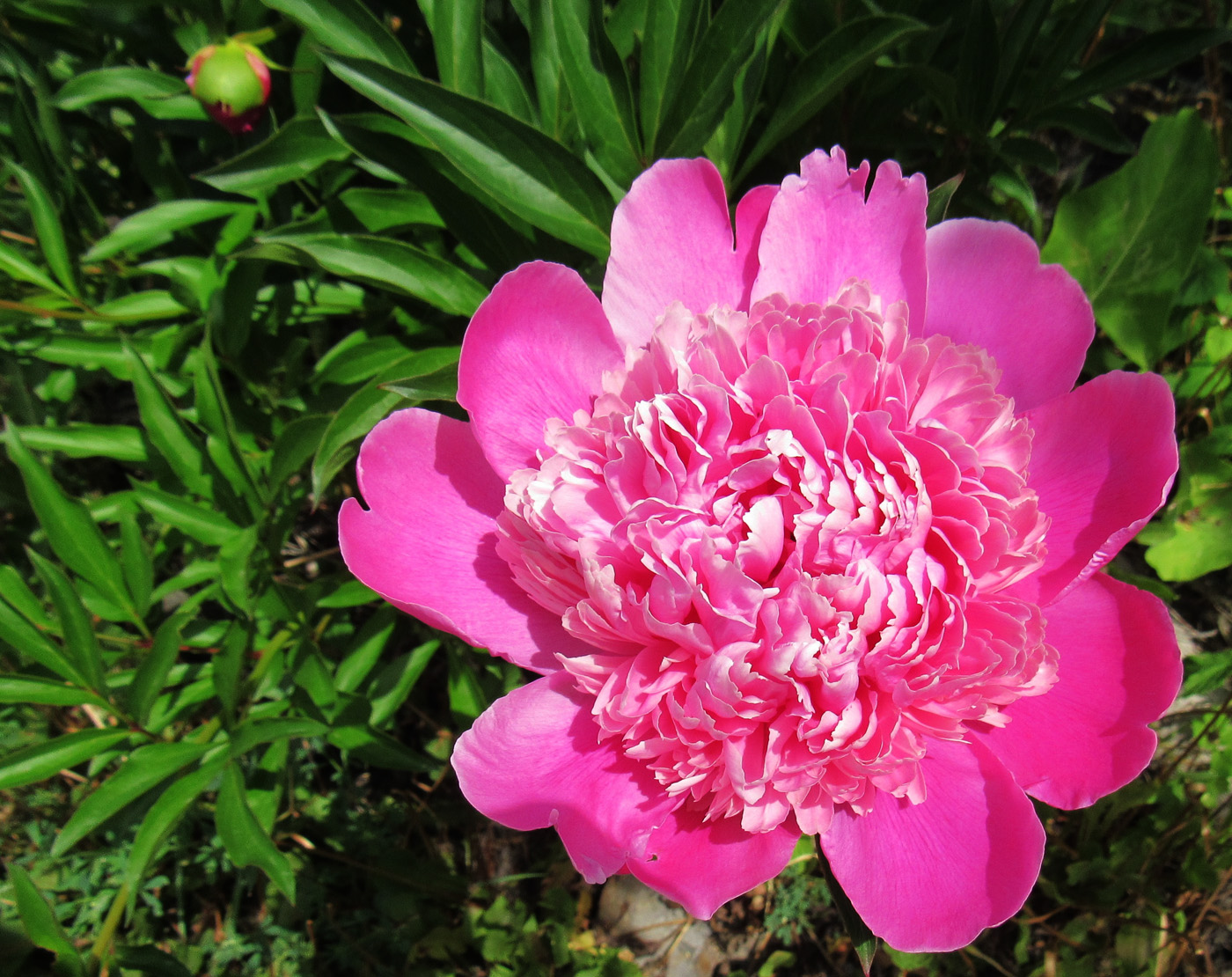 Image of Paeonia lactiflora specimen.