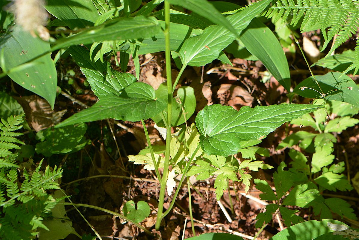 Изображение особи Phyteuma spicatum.