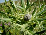 genus Cirsium