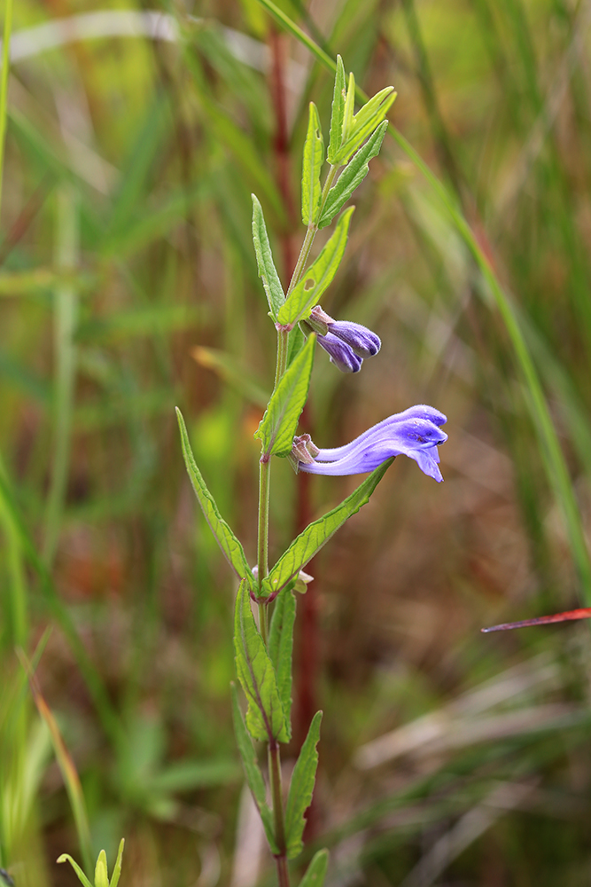 Image of Scutellaria regeliana specimen.